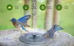 Solar-Powered Bird Fountain Kit - Image 7