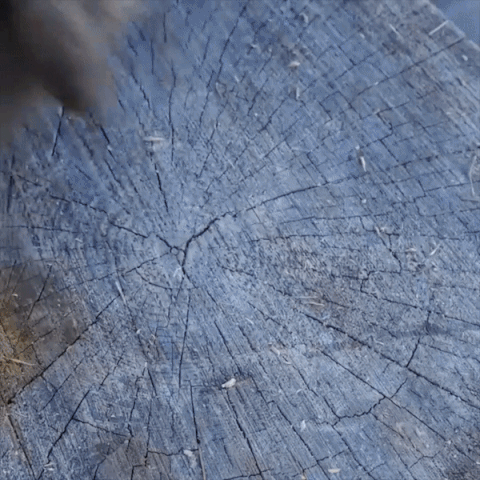Firewood Drill Bit in action
